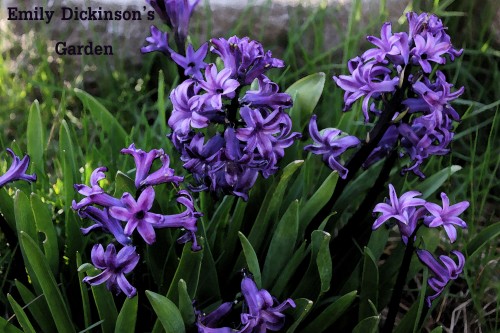 hyacinth edg