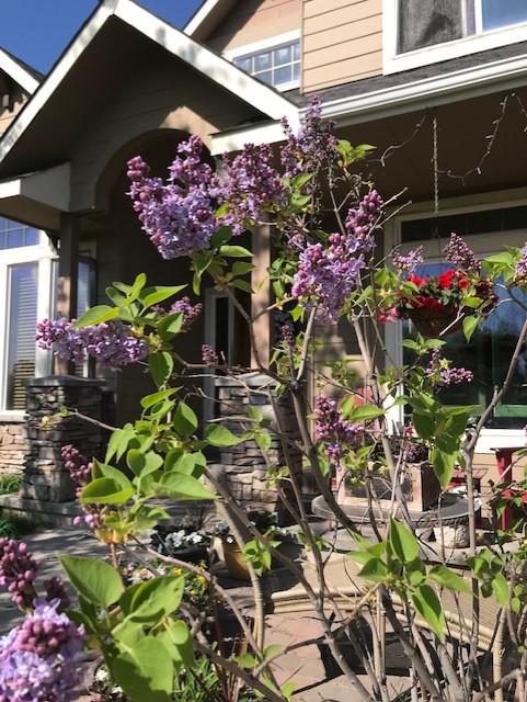 lilac front of house